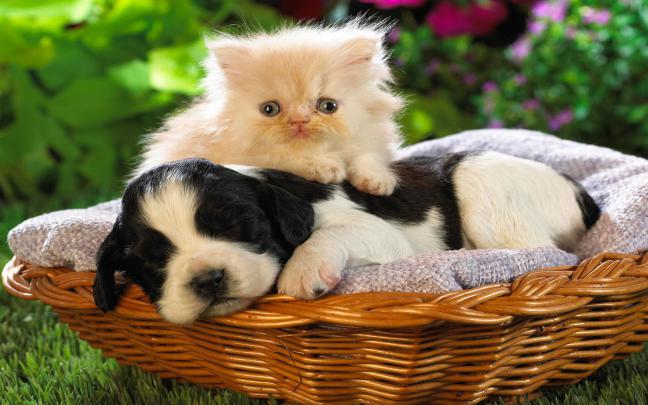Cat and Dog Wallpaper \u00b7\u2460 