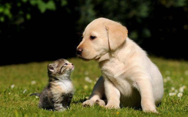 Cute Dog and Cat Wallpaper