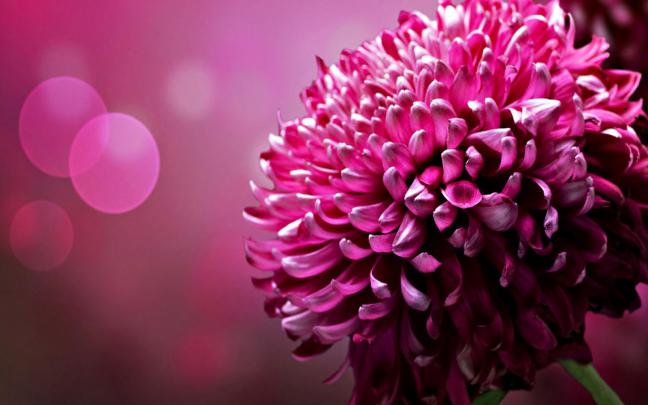 laptop backgrounds - HD Desktop Wallpapers