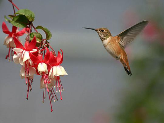 [46+] Free Hummingbird Desktop Wallpaper 