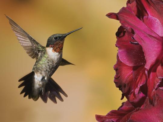 Free Hummingbird Wallpapers