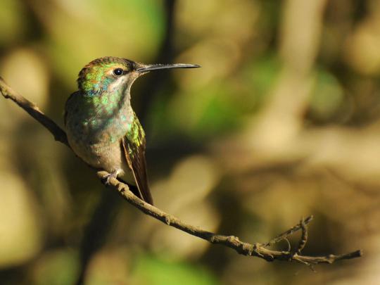 wallpapers: Hummingbird Wallpapers