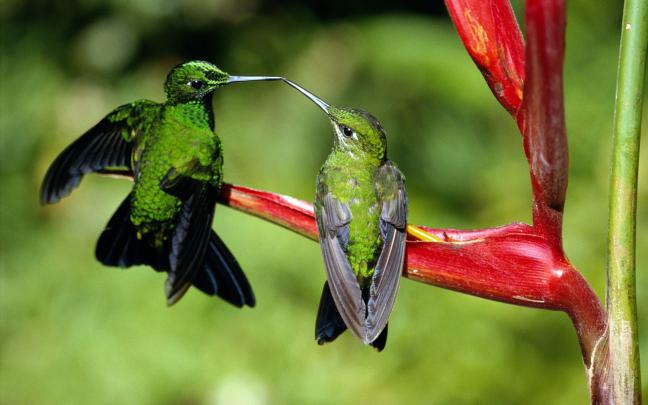 Animated Hummingbird Wallpaper -