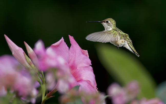 Hummingbird Wallpaper Background (70+ images)