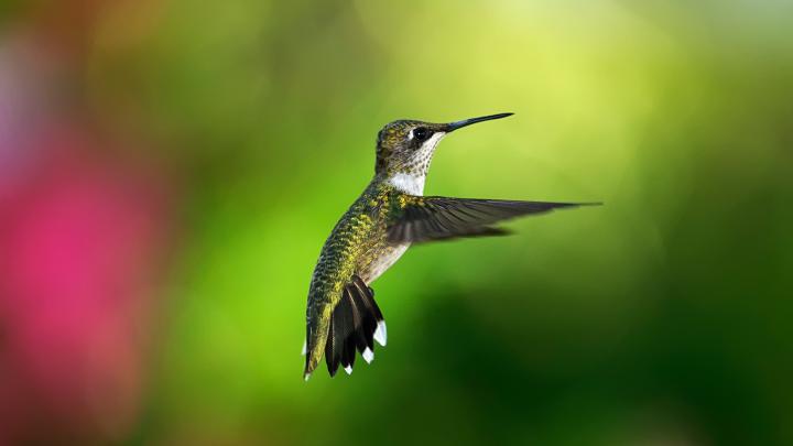 Hummingbird Wallpaper Background (70+ images)