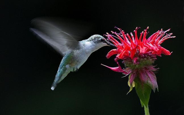 Hummingbird Wallpapers