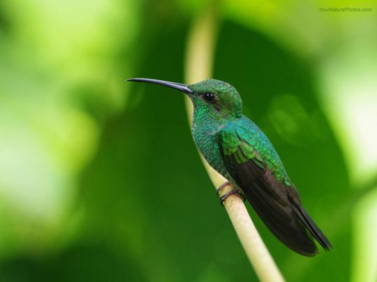 Free Hummingbird Desktop Wallpaper -
