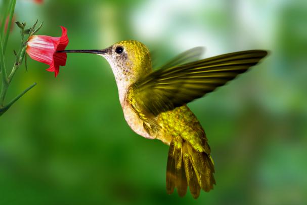 [46+] Free Hummingbird Desktop Wallpaper 