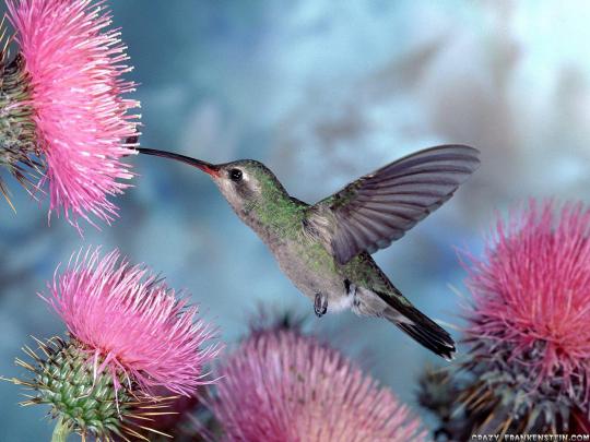 Hummingbird Wallpaper Backgrounds