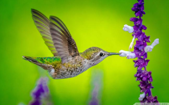 Hummingbird Wallpaper Background (70+ images)