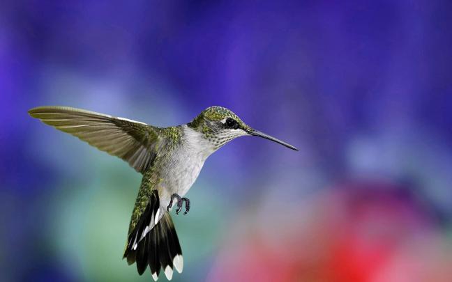 Hummingbird Wallpaper Background (70+ images)