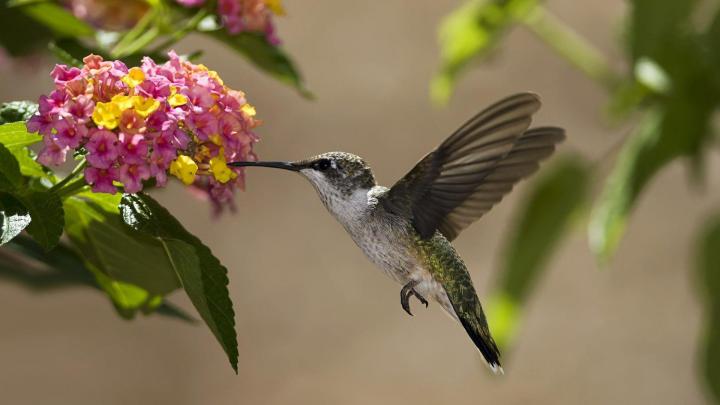 Hummingbird Wallpaper Backgrounds