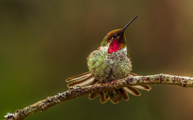 Download Free Hummingbird Wallpapers