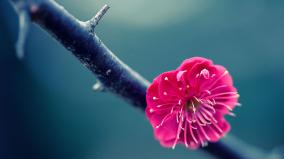Desktop Backgrounds Wallpapers Flowers