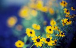 Desktop Backgrounds Wallpapers Flowers