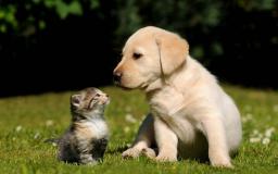Desktop Wallpaper Dogs And Cats
