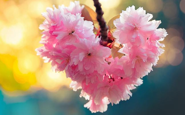 heart, Bloom, Love, Heart, Flowers, Nature, Spring Wallpapers HD 