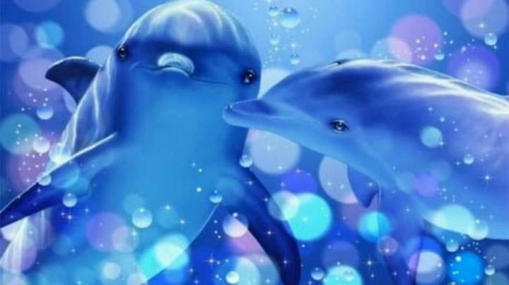Download Dolphin Heart Wallpaper Wallpaper | Wallpapers.com