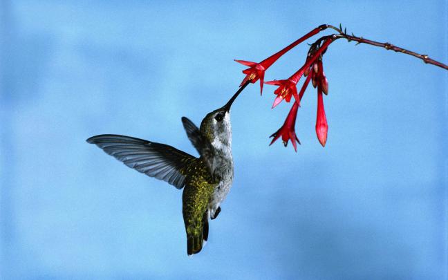 wallpapers: Hummingbird Wallpapers