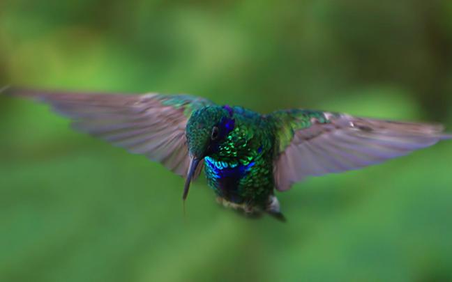 Hummingbird Wallpaper Background (70+ images)