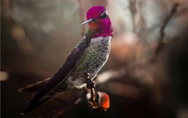 bird hummingbird - HD Desktop Wallpapers