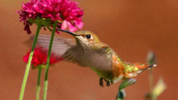 Hummingbird Wallpaper Background (70+ images)