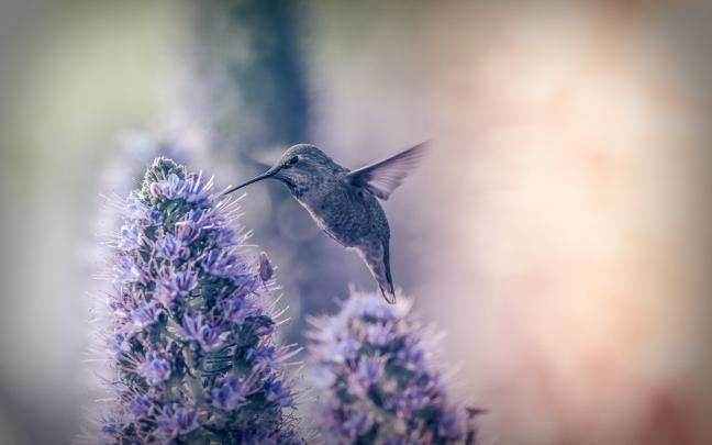 hummingbird background downloads - HD Desktop Wallpapers