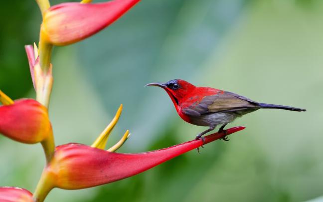 Free Hummingbird Desktop Wallpaper -