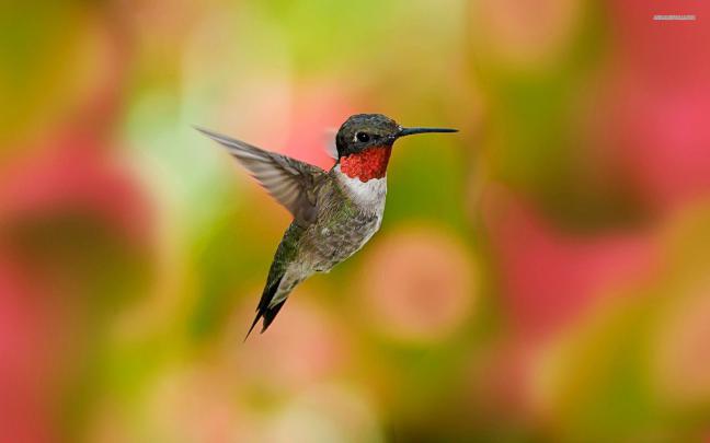 Free Hummingbird Wallpapers