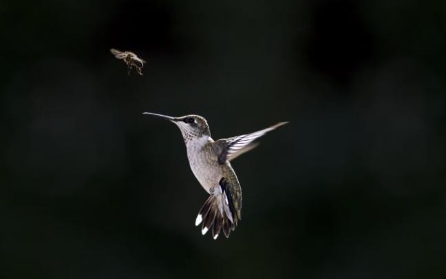 hummingbird image | HD Desktop Wallpapers