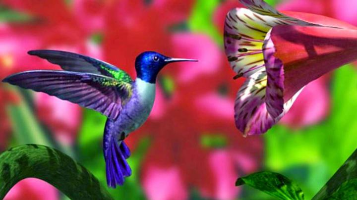 Hummingbird Wallpaper Desktop -