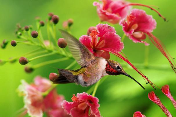 HD Desktop Photo Of Hummingbird | HD Wallpaper | HD Screensaver | HD 