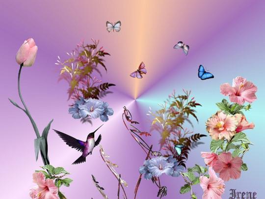 Hummingbird - pretty Wallpapers - HD Wallpapers 96121