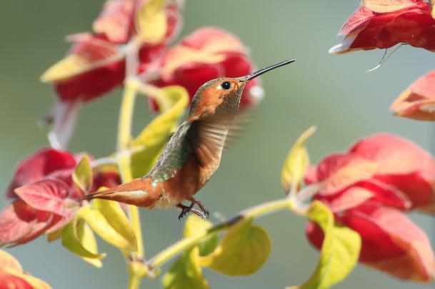 animals, Macro, Hummingbirds Wallpapers HD \/ Desktop and Mobile Backgrounds
