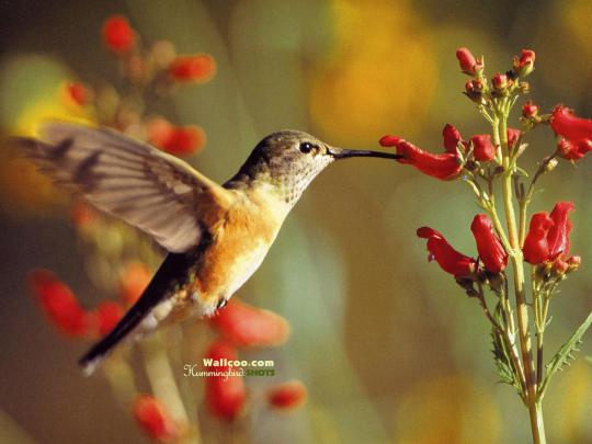 Free Hummingbird Desktop Wallpaper -