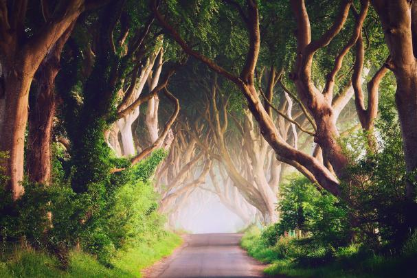 Ireland, Road, Trees, Landscape, Nature Wallpapers HD \/ Desktop and 