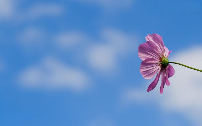 [50+] Large Screen Wallpaper for Desktop 