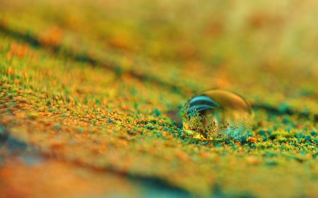 macro Wallpapers HD \/ Desktop and Mobile Backgrounds