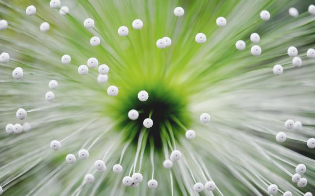 macro Wallpapers HD \/ Desktop and Mobile Backgrounds