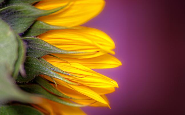 macro wallpaper yellow - HD Desktop Wallpapers