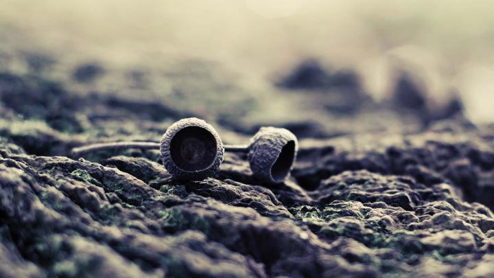 macro wallpaper acron - HD Desktop Wallpapers