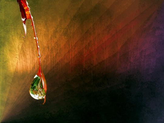 macro Wallpapers HD \/ Desktop and Mobile Backgrounds