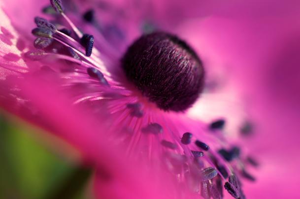 macro wallpaper pink A1 - HD Desktop Wallpapers