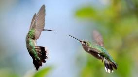 Desktop Wallpaper Hummingbird