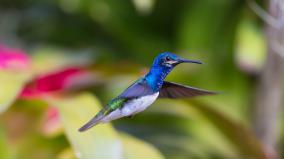 Desktop Wallpaper Hummingbird