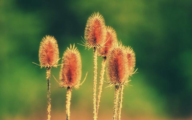 nature, Spring, Macro Wallpapers HD \/ Desktop and Mobile Backgrounds