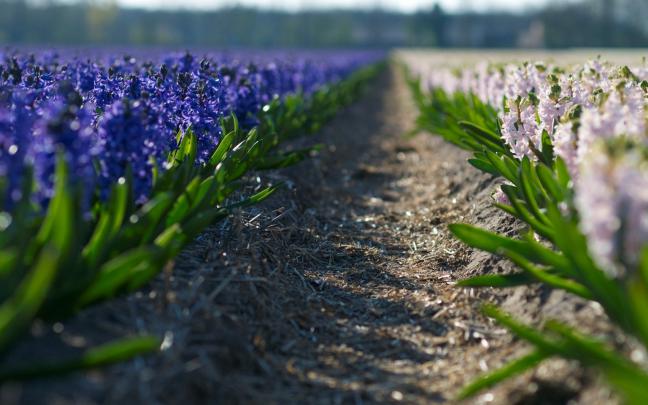 macro wallpaper field - HD Desktop Wallpapers