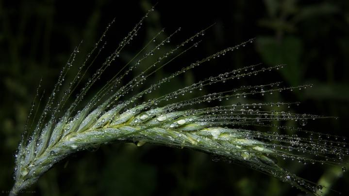 Wallpaper Collection : +37 Free HD macro hd wallpaper Background to 