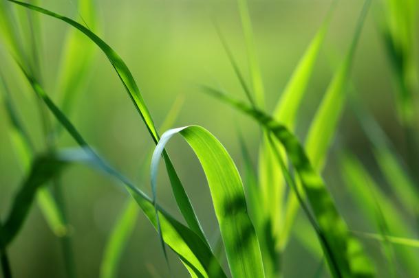 photography, Nature, Plants, Macro Wallpapers HD \/ Desktop and Mobile 
