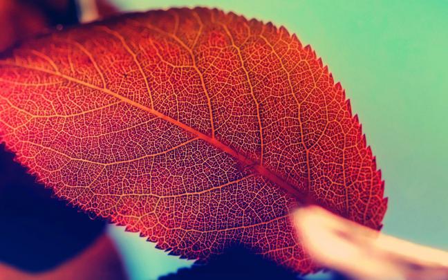 macro Wallpapers HD \/ Desktop and Mobile Backgrounds